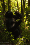 MOUNTAIN GORILLAS OF RWANDA